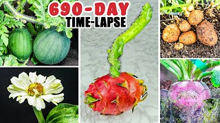 Plant Growing Time Lapse Compilation 690 Days in 9 Minutes [upl. by Ytsur9]