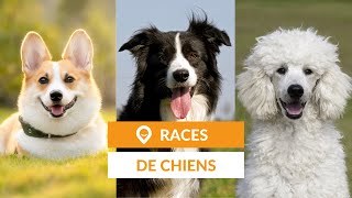 Liste des races de chiens Guide [upl. by Ailemrac]