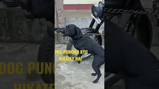 पुंछdogsdogwildanimals wilddogs shorts viralvideo viralshortsshortvideo shortsshortsvideo [upl. by Weissman12]