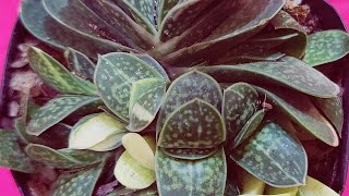 HOW TO GROW amp CARE FOR GASTERIA SUCCULENT PLANT  GASTERIA SUCCULENT BEST CARE TIPS amp PROPAGATION [upl. by Suidaht]