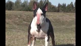 Pelea entre Pitbull vs BullTerrier [upl. by Fellner772]