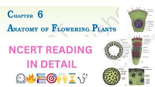 CH6  CLASS 11TH  NCERT READING  ANATOMY OF FLOWERING PLANTS ☘🩺🎯📚📚🔥⏲ [upl. by Yacano]