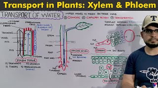 Transport in Plants Complete chapter in 1 hour [upl. by Connors358]