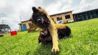 HOW TO STOP A DOG FIGHT dog germanshepherd workingdog doglover [upl. by Ilario]