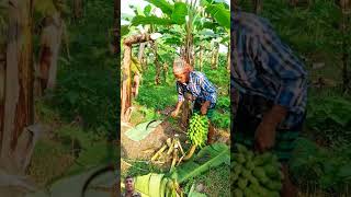 Banana harvest scenery ep568 banana harvest scenery shortsfeed shortsviral shortvideo [upl. by Bowrah]