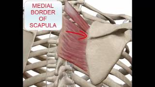 MUSCLE RHOMBOID MINOR amp MAJOR [upl. by Tnirb]