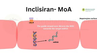 Inclisiran  MoA and Side effects  SiRNA therapy to treat Hypercholestrolemia  PCSK9 Inhibitor [upl. by Acebber]