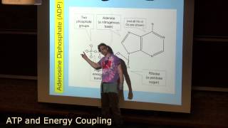 ATP and Energy Coupling [upl. by Suchta]