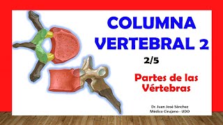 🥇 COLUMNA VERTEBRAL 25  Partes de las Vértebras Típicas Fácil y Sencillo [upl. by Inobe]