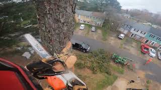 Professional Arborist FAILS of 2022 [upl. by Etty]