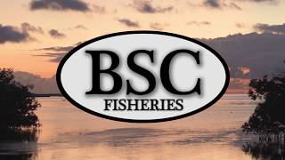 BSC Fisheries [upl. by Annahael]