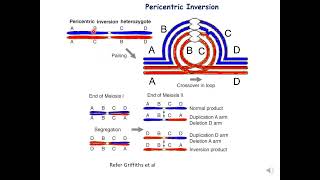 Pericentric Inversion genetics botany zoology [upl. by Wende]