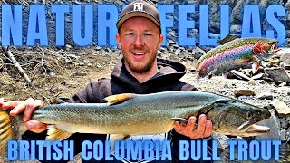 INCREDIBLE BC TROUT FISHING TRIP  Bull Trout  Rainbows  Lake Trout [upl. by Hgeilhsa]