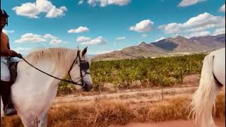 Percheron Geldings of Jakkalsfontein [upl. by Neehsuan]