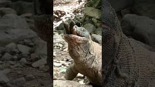 The horror of a Komodo dragon swallowing a goat with ease [upl. by Heddy]