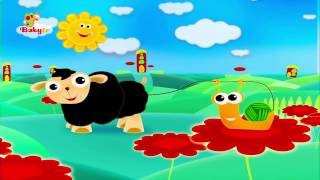 Ooh Ooh Ovejita Negra  BabyTV Español [upl. by Gustie745]