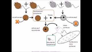 SVT  cours Localisation de linformation génétique [upl. by Niveg636]