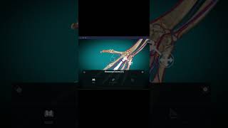 viralshorts youtubeshorts 3danimation anatomy bscnursing viralshorts [upl. by Jacki]