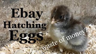 eBay Hatching Eggs A Waste of Money [upl. by Weiss]