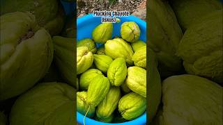 What you call Chayote in your language Comment down chayote vegetables viralvideo [upl. by Talanian]