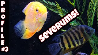 Cichlid Gem from South America  SEVERUM Species Profile 4 [upl. by Aonian327]