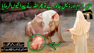 Khanzeer aghr Haram hai to Allah ne Paida he kyu kia  Why Pork Meat Is Haram In Islam [upl. by Adkins]