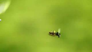 Minuscule dragonfly an wasp in race [upl. by Pooh734]