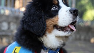 Bernies Journey  Bernese Mountain Dog Training Assistance Dogs Australia [upl. by Norab898]