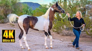 Arabian Horse x Pinto Horse  Gorgeous Pintabian Horses [upl. by Carlota]