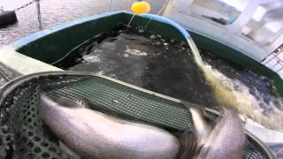 Llyn Brenig Rainbow Trout Stocking March 2016 [upl. by Ocicnarf377]