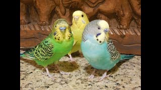 No more lonely budgies Pet parakeets encourage your bird to sing 11 Hr recording [upl. by Esdnyl]