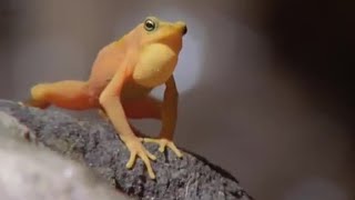 Attenborough Golden Frog Fighting amp Mating  Life in Cold Blood  BBC Studios [upl. by Conyers507]