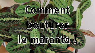 Comment bouturer le maranta   Vertbobo [upl. by Reltuc]