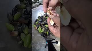 pili nuts hubaltv camarinesnorte bicol nuts nutsphilippines philippines deliciousfood [upl. by Ntsud]