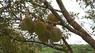 The Origin of Durian  Durio zibethinus L  The King of Fruits [upl. by Alamat]