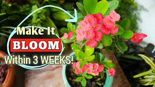 Make Your Crown of Thorns Plant BLOOM Only in 3 WEEKS Euphorbia Milii Plant Care [upl. by Drauode]