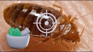 KILL Bed Bugs QUICKLY 7 Effective HOME REMEDIES [upl. by Deidre]