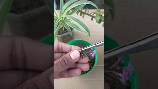 verbena plant 🌱germination  shorts gardening garden flowers verbena tarracegarden shortvideo [upl. by Nehtanhoj]