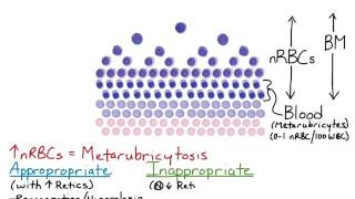 Nucleated RBCs [upl. by Ahmar]