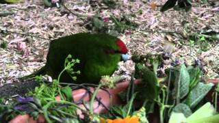 Feeding Kakariki meens to give small amounts of a lot [upl. by Candyce]