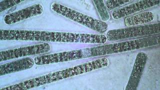 Oscillatoria Cyanobacteria  Filament Movement [upl. by Manvil]