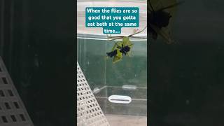 Giant Asian praying mantis eating 2 flies at once 😳 prayingmantis mantis insects bugs [upl. by Raddatz]