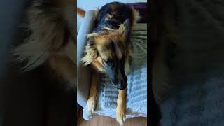 Excited because of dog treats 🦴dog dogfunny funnydog germanshepherd dogshorts doglovers [upl. by Lotsyrk594]