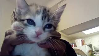 PART 2😹 kitten 3 wk rescue 🙀 viralvideo asmr tiktok christian cat funny hilarious viral [upl. by Gypsy]