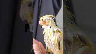 Umpki  😂 cockatiel highlights fyp birds [upl. by Greysun328]