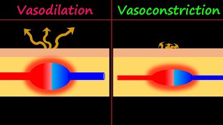 Vasodilation amp Vasoconstriction [upl. by Borreri]