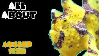 All About The Anglerfish or Frogfish [upl. by Ecertal413]