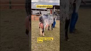 Girlando Cow Coming Soon to ChopraDairyFarm Breed trending dairycows viral shortvideos  farm [upl. by Lud]