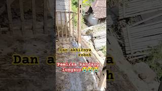 MUSIBAH TIDAK ADAdi kalender kandang longsorkqndamg sapishoot ella channel4289 [upl. by Amiaj363]