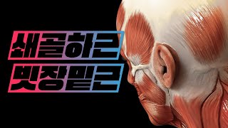 해부학  근육학 가슴근육thorax muscles  빗장밑근쇄골하근 subclavius [upl. by Eelnyl]